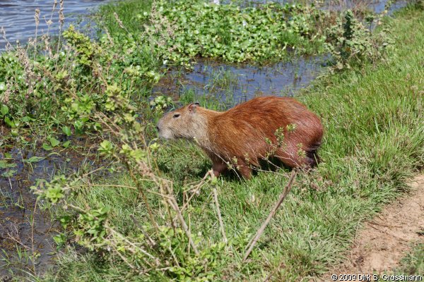 Capybara (Click for next image)