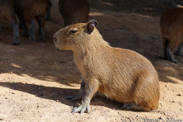 Capybara (Click for next group)