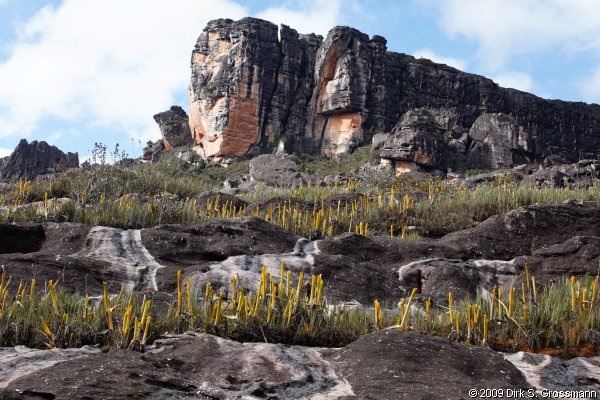 Summit Plateau of Auyan-Tepui (Click for next image)