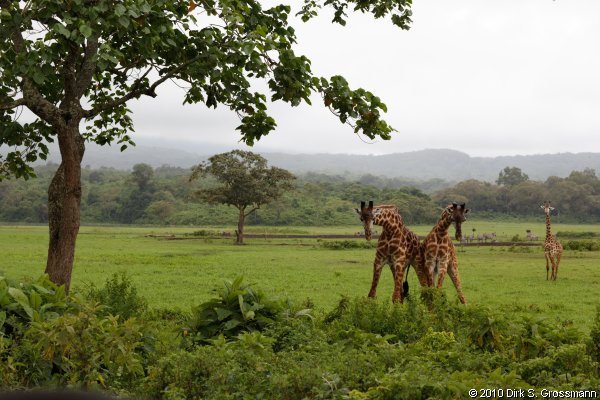 Giraffes (Click for next image)
