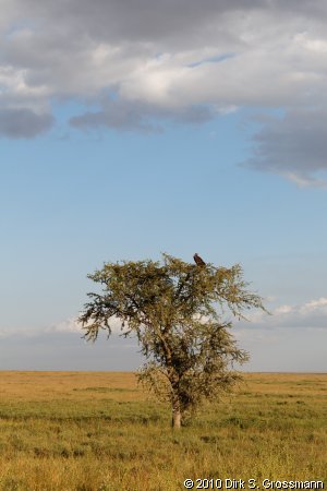 Vulture on a Tree (Click for next image)
