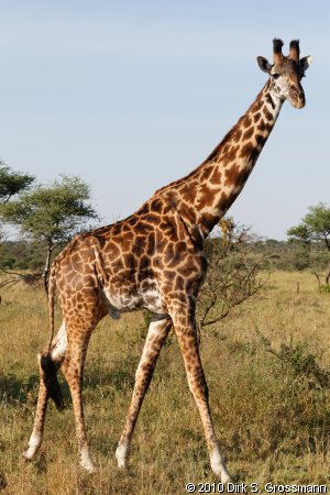 Giraffe (Click for next image)