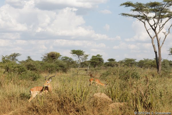 Serengeti (Click for next image)