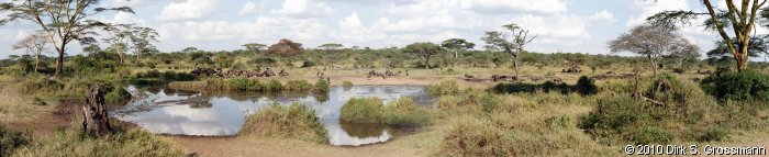 Serengeti Panorama (Click for next image)