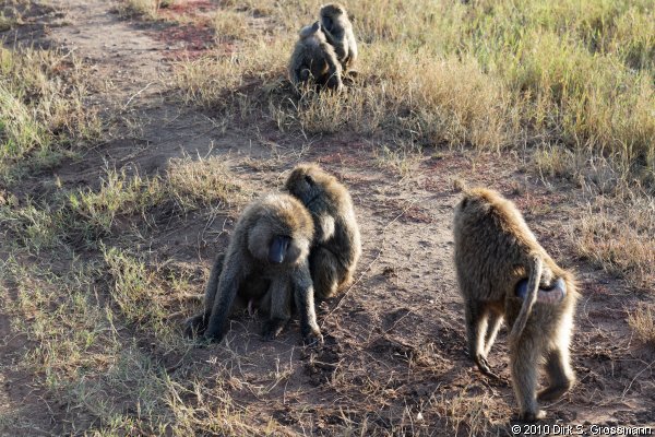 Baboons (Click for next group)