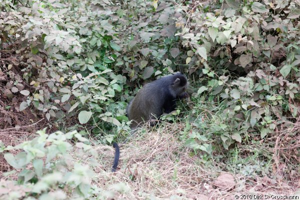 Colobus Monkey (Click for next image)