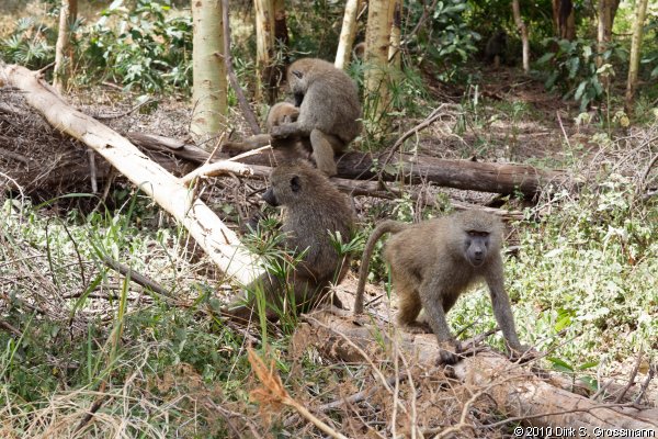Baboons (Click for next image)