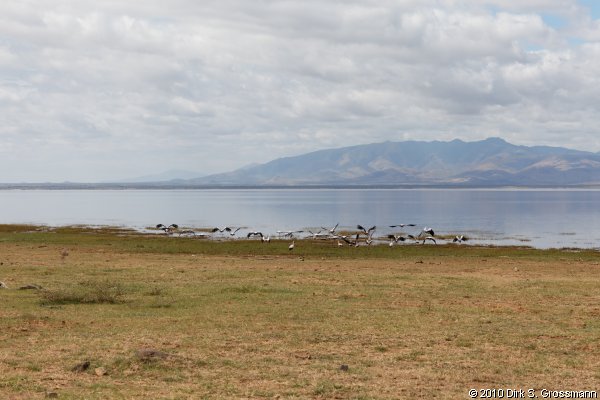 Lake Manyara National Park (Click for next image)