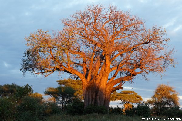 Baobab at Sunset (Click for next image)