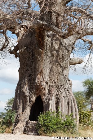 Baobab (Click for next image)