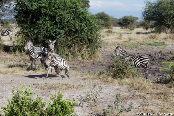 Zebras (Click for next image)
