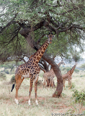 Giraffes (Click for next image)