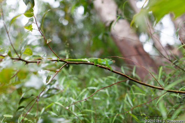 Chameleon (Click for next image)