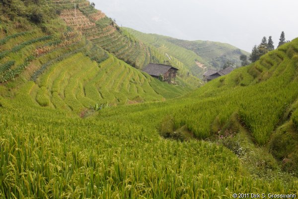 Rice Terraces (Click for next image)