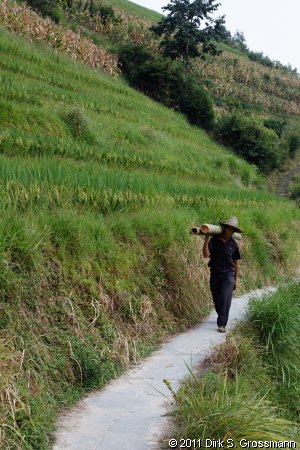 In the Rice Terraces (Click for next image)