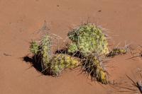 Cactus in the Salt Valley