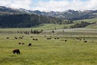 Bisons in the Lamar Valley