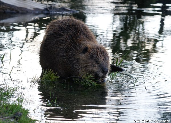 Beaver (Click for next group)