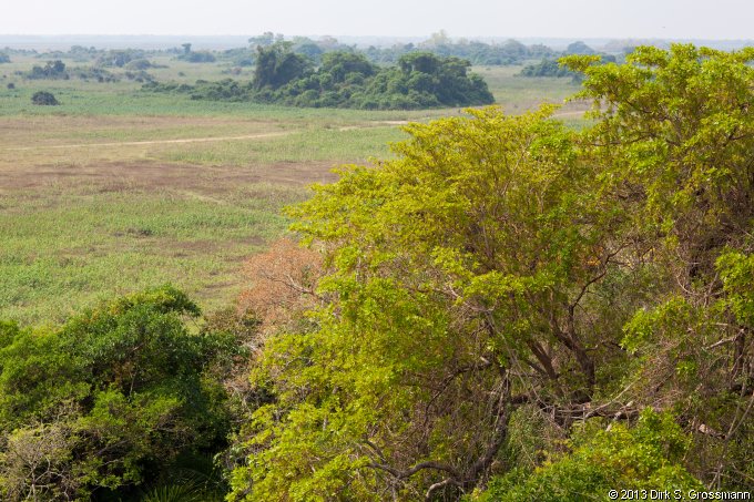 Pantanal (Click for next image)