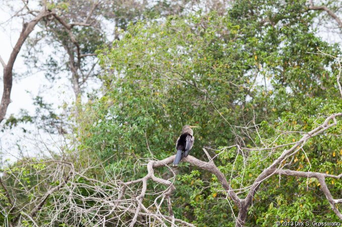 Pantanal (Click for next image)
