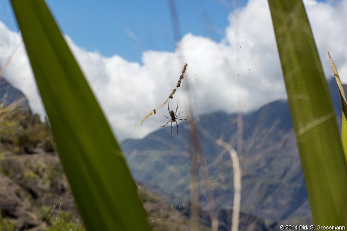 Spider in the Cirque de Cilaos (Click for next image)