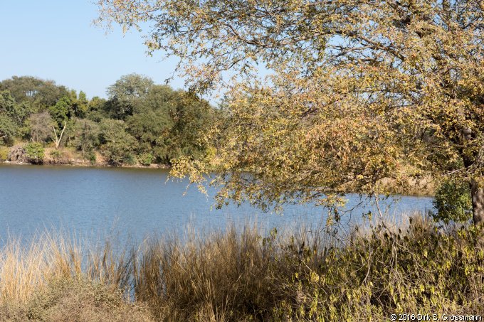 Ranthambore NP (Click for next image)