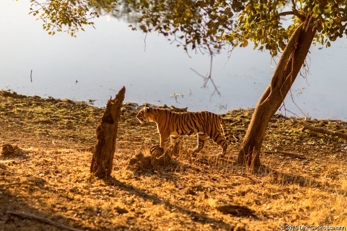 Tiger in the Ranthambore National Park (Click for next image)