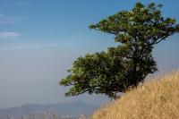 Tree on Rajmachi Fort