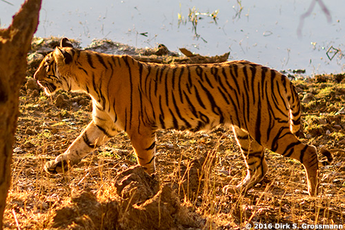 Tiger in the Ranthambore National Park