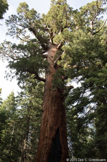 Mariposa Grove (Click for next group)