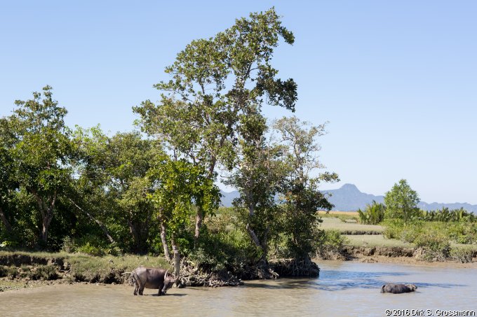 Kaladan River near Rathedaung (Click for next image)