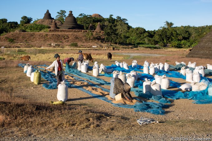 Drying Rice near the Myatazaung Pagoda (Click for next group)