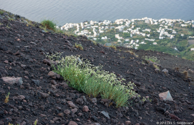 From the Stromboli Volcano Slope (Click for next image)