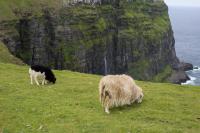 Sheep on the Cliff near Gjógv
