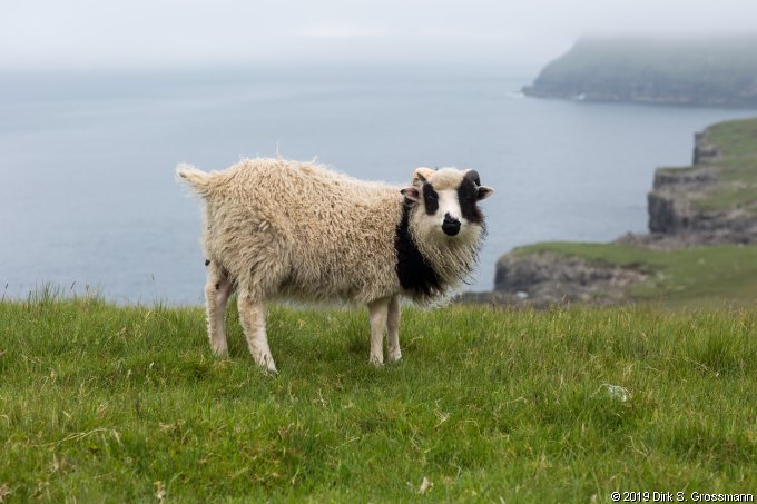 Sheep at the Coast on Sandoy (Click for next group)