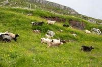 Sheep near Skarvanes