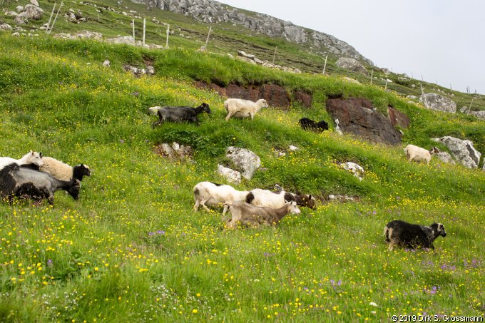 Sheep near Skarvanes (Click for next image)
