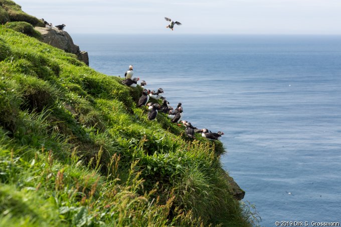 Puffins (Click for next image)