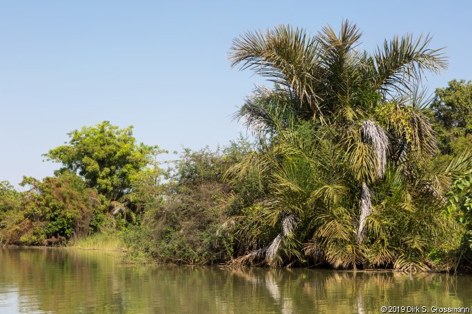 River Gambia National Park (Click for next image)