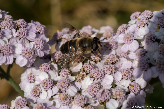 Bee on Flowers (Click for next image)